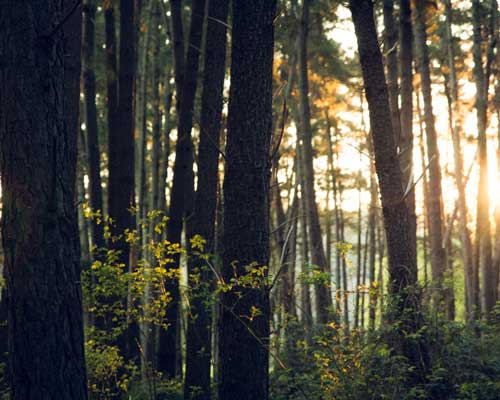 Сохранение природы